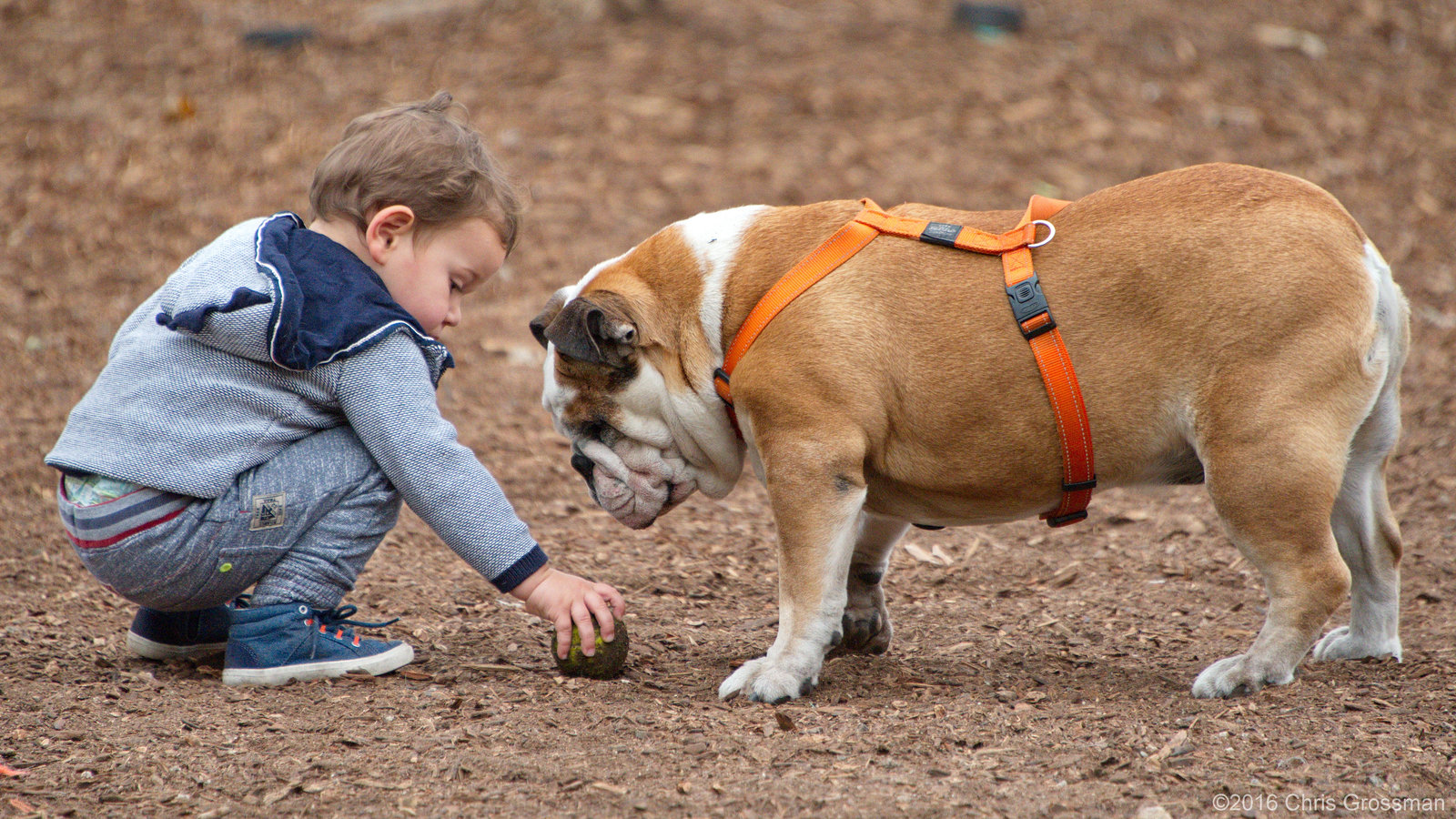 Bulldog and Boy - Nikon D750 - AFS Nikkor 28-300mm 1:3.5-5.6G VR