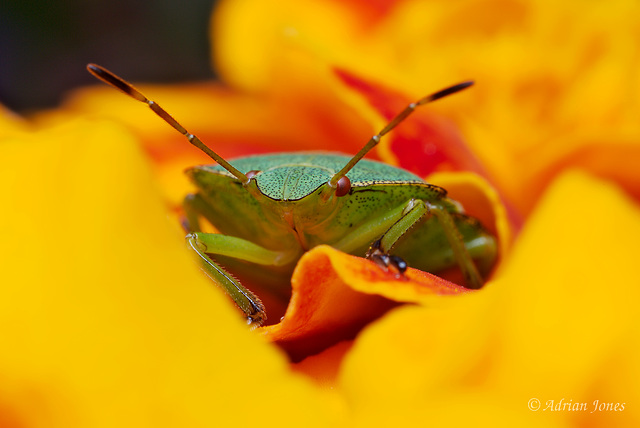 Common Green Shieldbug