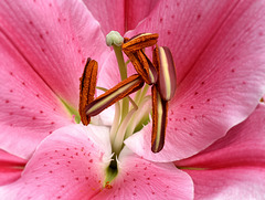 Springtime Lily in Macro