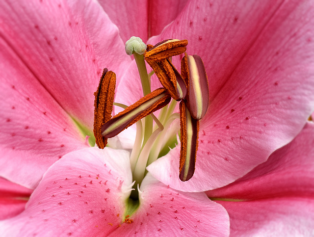 Springtime Lily in Macro