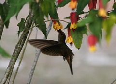 IMG_7374hummingbirdSantuariodeOtun