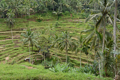 Indonesia, Bali, Tegallalang Rice Terraces