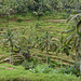 Indonesia, Bali, Tegallalang Rice Terraces