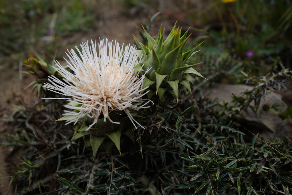 Cynara humilis