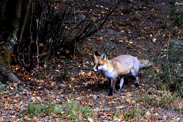 Goupil, le renard