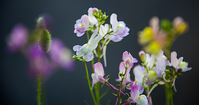 20210619 4344VRAw [D~LIP] Marokkanisches Leinkraut (Linaria maroccana), Balkonblumen, Bad Salzuflen