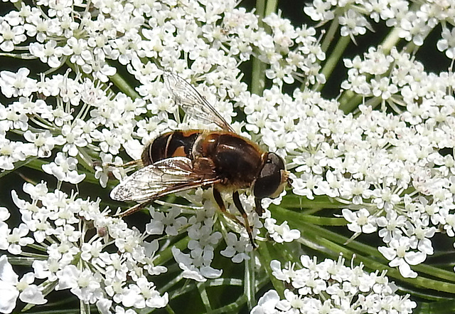20210727 2052CPw [D~LIP] Totenkopf-Schwebfliege (Myathropa florea), Möhre (Daucus carota), Bad Salzuflen