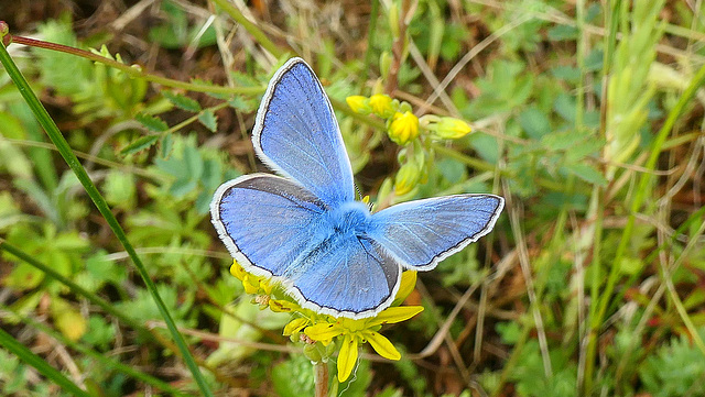 Petit bleu...