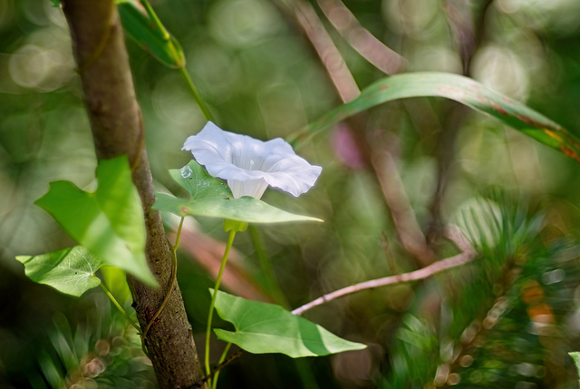 Die Echte Zaunwinde (Calystegia sepium) mit ihrer trichterförmigen Blüte :))  Bindweed (Calystegia sepium) with its funnel-shaped flower :))  Liseron (Calystegia sepium) avec sa fleur en forme d'enton