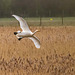 Whooper swan Whooper swan