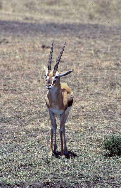 Thompson's Gazelle