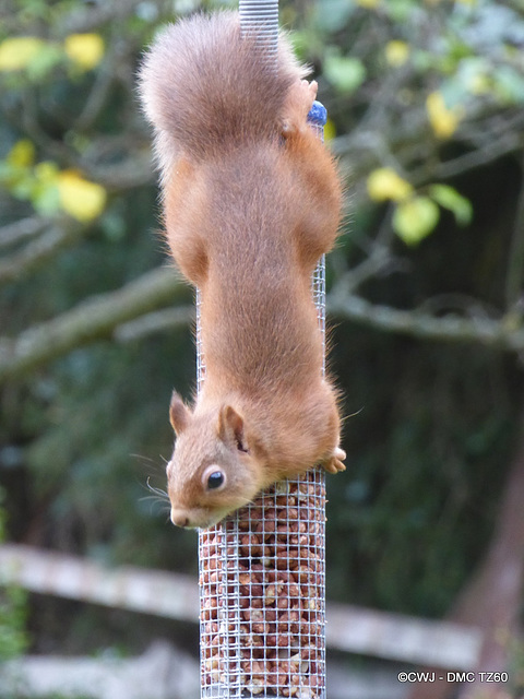 Red Squirrel