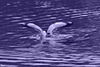 Mouette rieuse
