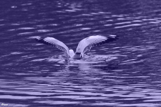 Mouette rieuse