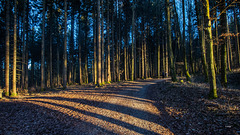 Einfach nur Wald ++  Just forest 2