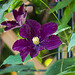 20210619 4347VRAw [D~LIP] Waldrebe (Clematis 'Waszawska Niki'), Bad Salzuflen