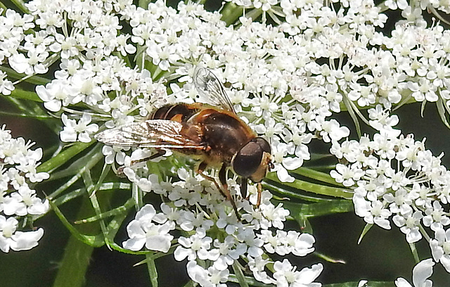 20210727 2053CPw [D~LIP] Totenkopf-Schwebfliege (Myathropa florea), Möhre (Daucus carota), Bad Salzuflen