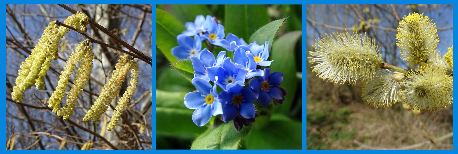 Blue and yellow flowers