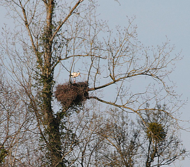 Cigogne sur son nid