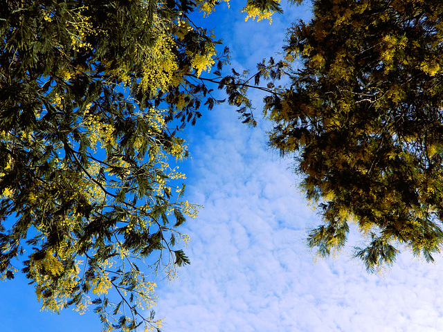 ce matin ciel bleu et mimosa - 2 degrés ,,,