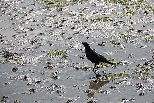 20140907 4857VRAw [NL] Rabenkrähe, Terschelling