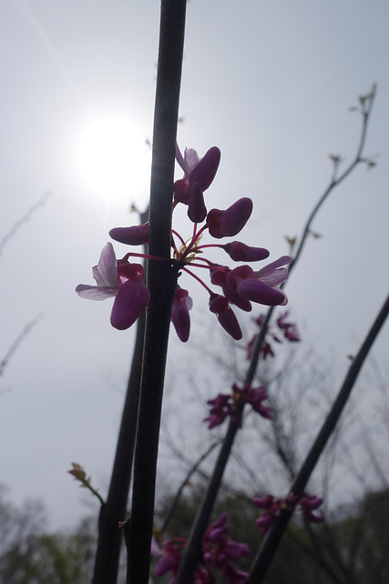 Spring Blossoms