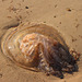 indésirable sur la plage et dans la mer