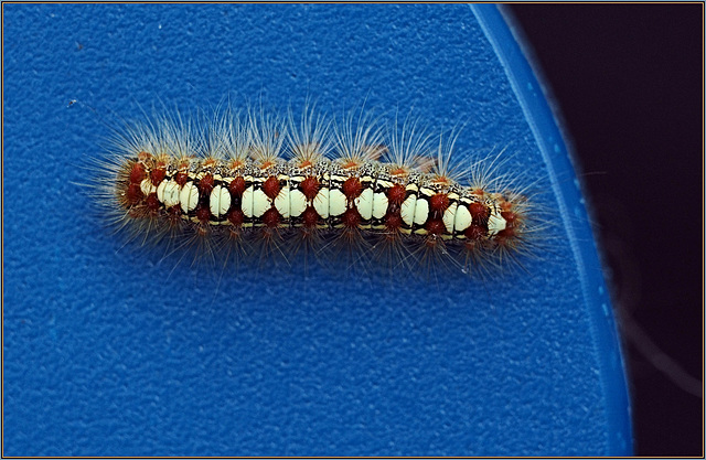 Some caterpillar or other on my lawn chair