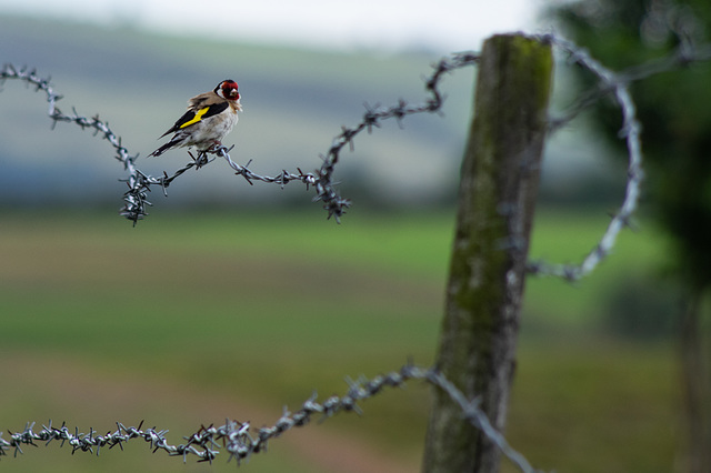 Goldfinch