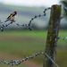 Goldfinch