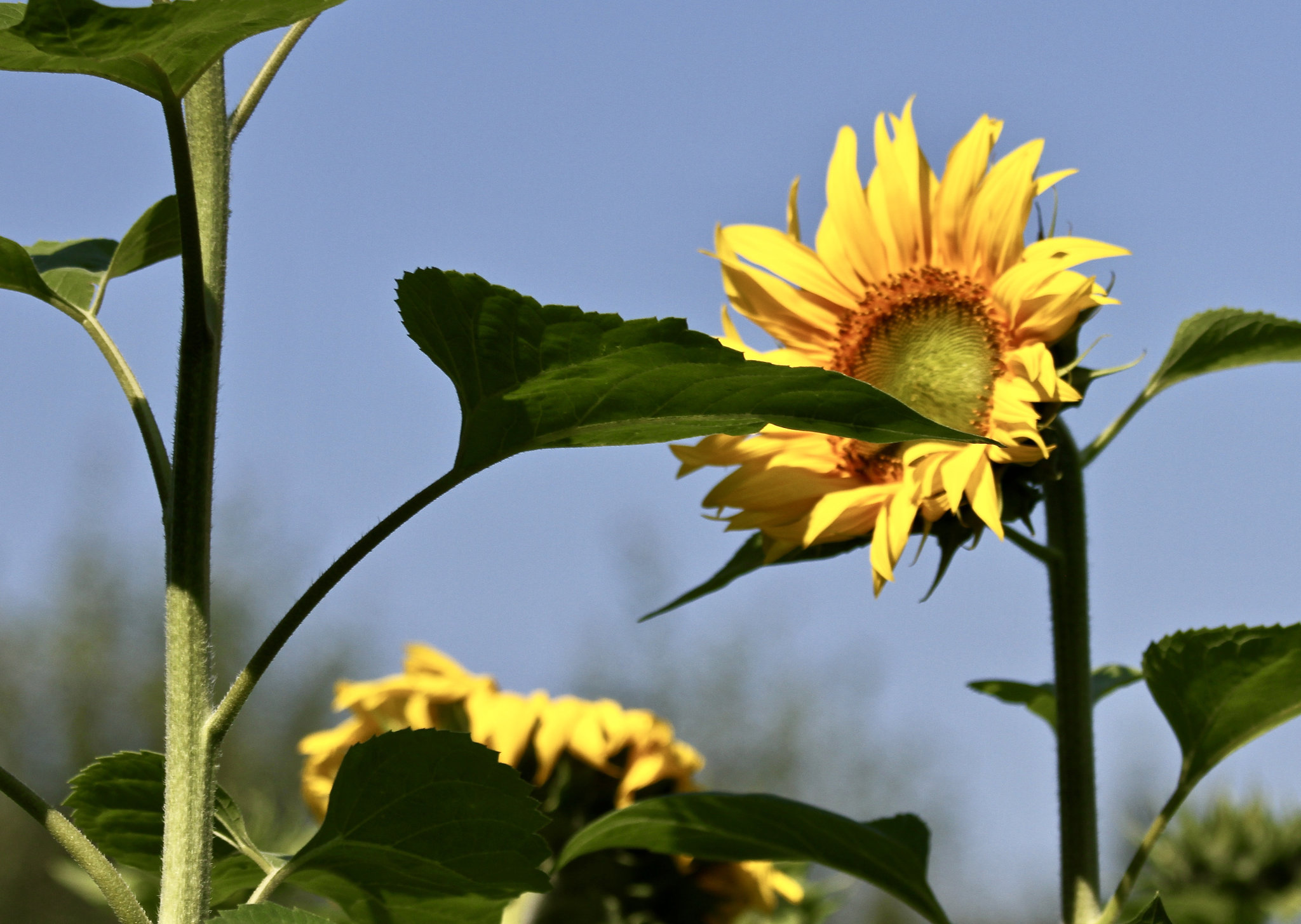 Sonnenblume
