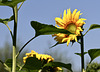 Sonnenblume
