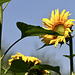 Sonnenblume