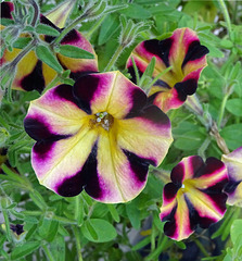 Petunia hybriden