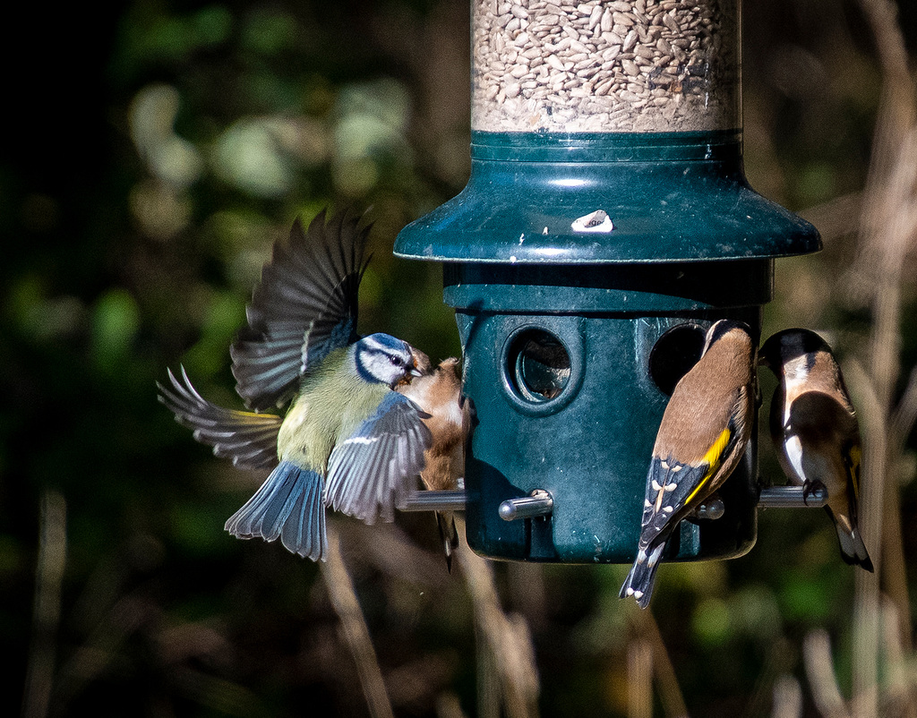 Blue tit in flight