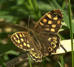 Speckled Wood