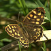 Speckled Wood