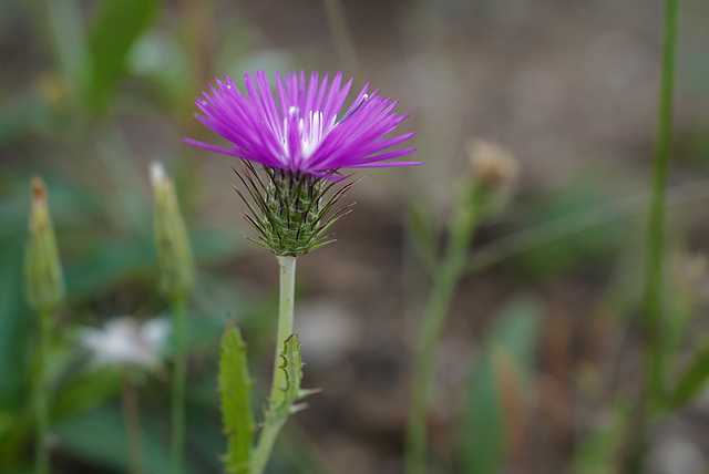 Galactites tomentosus