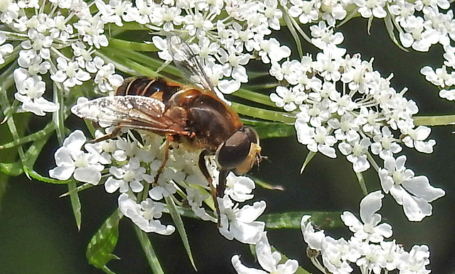 20210727 2054CPw [D~LIP] Totenkopf-Schwebfliege (Myathropa florea), Möhre (Daucus carota), Bad Salzuflen