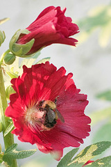 bee and blossoms