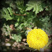 Tanaisie commune, Common tansy (Tanacetum vulgare)