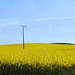 Rügen-Raps