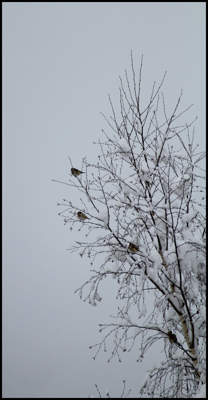 chardonnerets en hiver