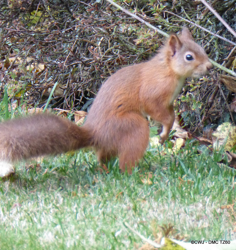 Red Squirrel