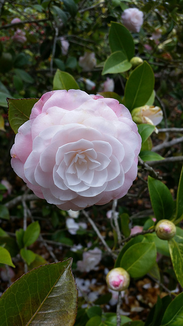 camellia