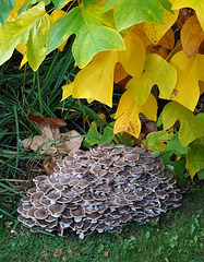 Honey fungus