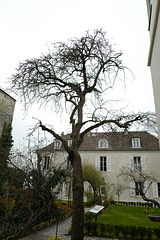 arbre jardin du Musée Montmartre