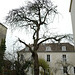 arbre jardin du Musée Montmartre