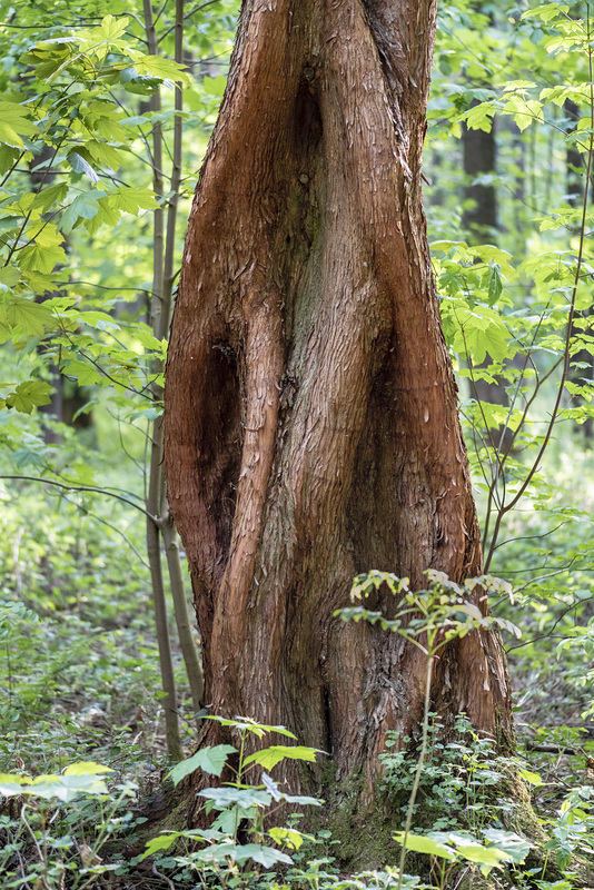 Tree (09.05.2018)