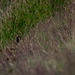 Brown Hare in long grass